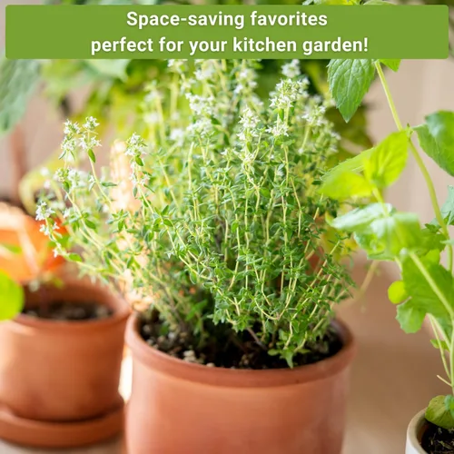Miniatura 5 de Sow Right Seeds - Colección de semillas de hierbas enanas para plantar - Lavanda Munstead, albahaca griega, eneldo compacto, manzanilla romana