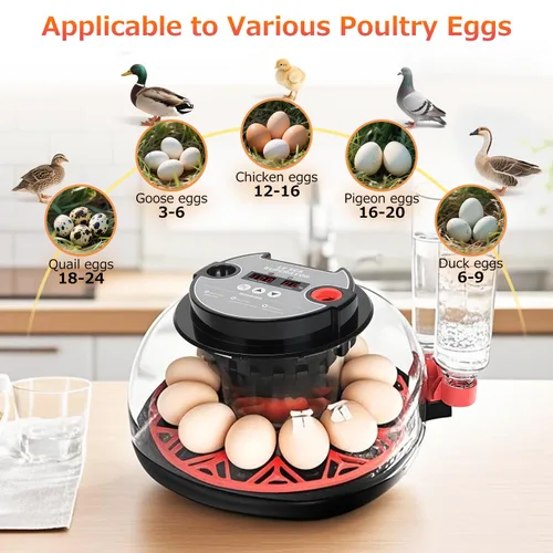Miniatura 4 de 12 incubadoras de huevos para incubar huevos, incubadora automática de huevos con control de temperatura, control de humedad y pantalla para huevos