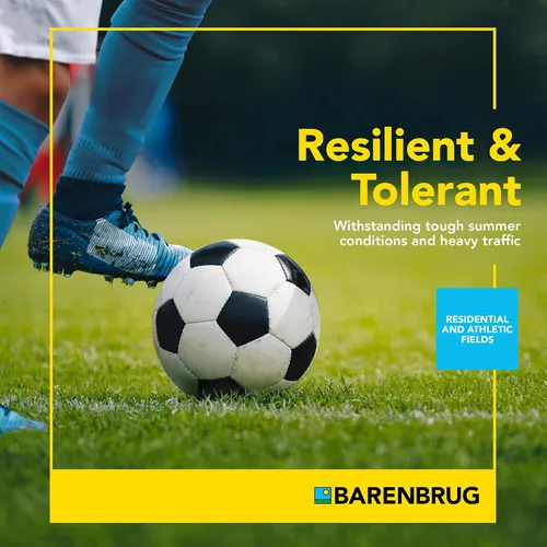 Miniatura 6 de Barenbrug Turf Star Semilla de césped regenerante de raigrás perenne con revestimiento Yellow Jacket, mezcla de semillas de césped de acción rápida