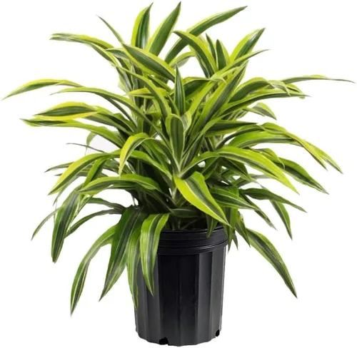 Miniatura 8 de American Plant Exchange Dracaena 'Colorama' - Maceta de 6 pulgadas - Planta de interior colorida viva con follaje a rayas rosas y verdes, planta