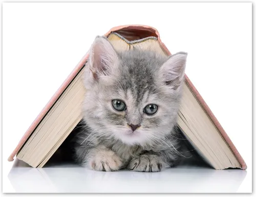 Miniatura 7 de Tarjetas divertidas de gatito, paquete de 12 tarjetas divertidas de notas de gato con sobres, 4 divertidos diseños de fotos, interior en blanco