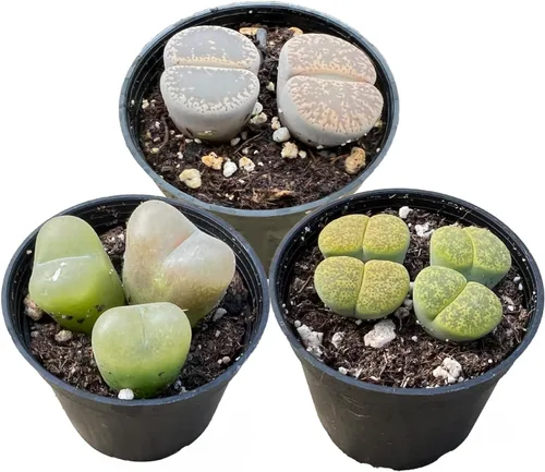 Miniatura 13 de Sprout N Green Colección de suculentas de arrastre, planta suculenta de 4 cuerdas totalmente enraizada en maceta de inicio de 2 pulgadas, decoración