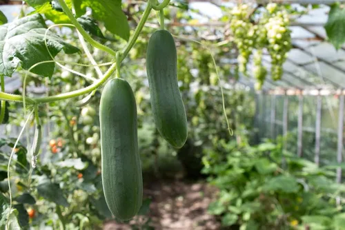 Miniatura 2 de Dasher II - Semillas híbridas de pepino para plantar, más de 25 semillas por paquete, semillas de jardín de Isla (semillas de jardín de Isla)