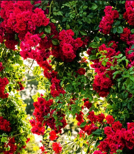 Miniatura 3 de Más de 100 semillas de rosas rojas trepadoras para plantar al aire libre, flores ornamentales trepadoras, arbustos de rosa, trepador de vid de larga