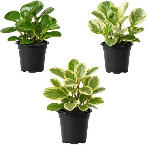 Peperomia obtusifolia en macetas decorativas de 4 pulgadas, planta de goma para bebé, planta de interior viva, purificador de aire, apto para