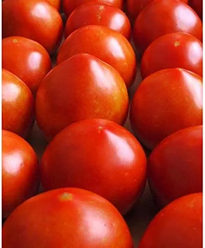 Semillas de tomate Early Girl (paquete de 25 semillas) (45 semillas) semillas para plantar, granja, cultivo en jardín, invernadero, verduras, frutas