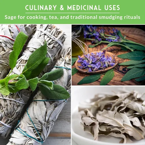 Miniatura 5 de Survival Garden Seeds Sage Collection Seed Vault - Semillas blancas y culinarias y azul Victoria (Salvia Apiana, Officinalis, Farinacea) - Semillas