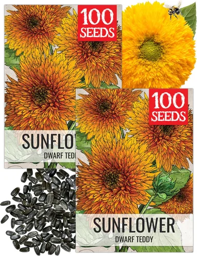 Miniatura 74 de Seed Needs Semillas de girasol para plantar girasoles de manchas solares enanas, semillas de flores de corte anual de polinización abierta