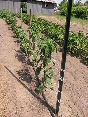 Miniatura 4 de Guita de jardín para atar tomate de 6300 pies