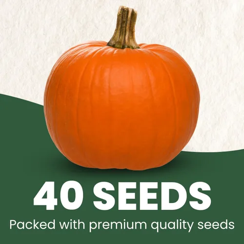 Miniatura 54 de Shishito Pepper – 60 semillas premium para plantar – Pimienta especial dulce, salada y de alto rendimiento para la temporada 2026 – Bolsa de 500