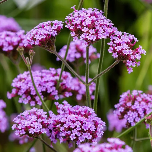 Miniatura 7 de Outsidepride Purpletop - Semillas de Verbena para Plantar - 10000 Piezas. Anual, Tolerante a la Sequía y Fácil de Cultivar, Cobertura de Suelo