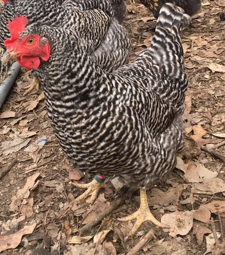 Miniatura 3 de Huevos para incubar de pollo criados en orgánicos (12 huevos)