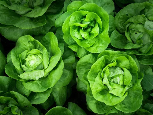 Miniatura 4 de Seeds May Queen Butterhead Lechuga sin OMG reliquia