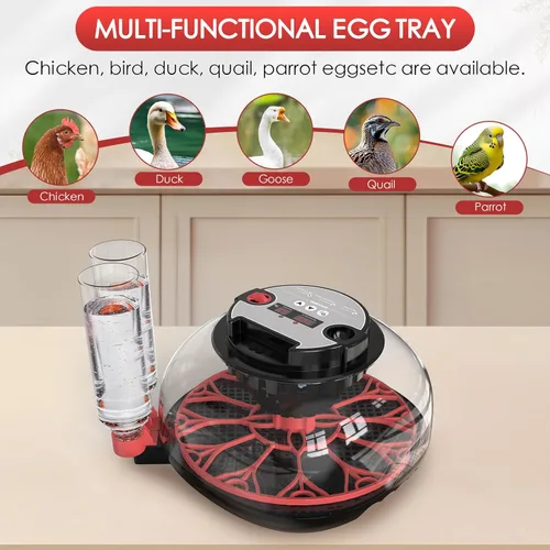 Miniatura 3 de Incubadoras para eclosionar huevos Incubadora automática de huevos con control de temperatura, pantalla de humedad, capacidad para 12 huevos