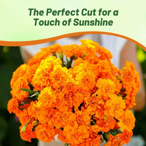 Miniatura 4 de Outsidepride 500 semillas anuales Tagetes Patula Caléndula Francesa Tangerine Garden Flower Seeds para plantar Mandarina Francesa