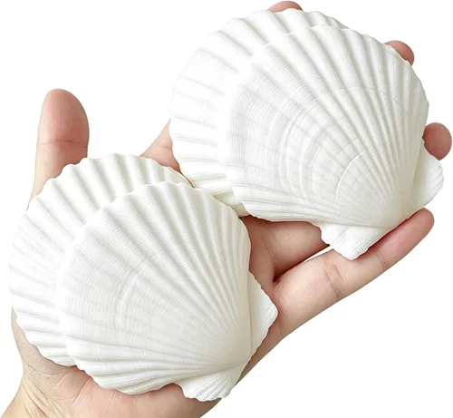 QICQDRAM 30 conchas marinas para decoración de manualidades, conchas de vieira blancas de 2 a 3 pulgadas para manualidades, pintura de playa,