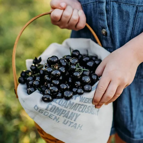 Garden Huckleberry - 50 semillas - Variedad de bayas de reliquia, cultivadas en Estados Unidos, semillas de frutas tradicionales sin OMG para