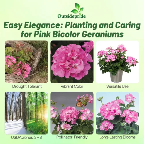 Miniatura 2 de Outsidepride Semillas de geranio bicolor rosa para plantar, 25 piezas anuales, tolerantes al calor y la sequía semillas de flores con follaje verde