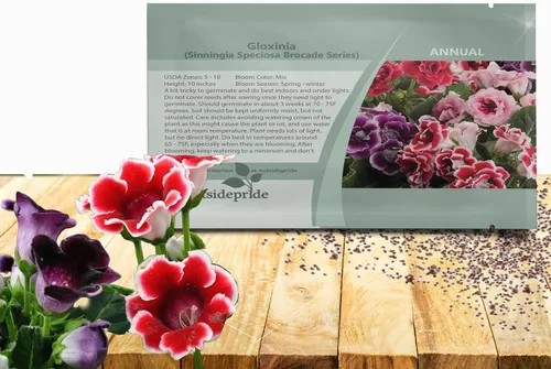 Outsidepride Gloxinia Seeds - 25 unidades. Perenne, fácil de cultivar y de bajo mantenimiento, semillas de flores para plantar flores mixtas