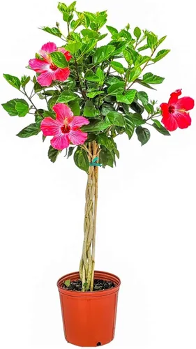 Miniatura 7 de Árbol de Hibisco Vivo Trenzado Fiesta - Altura total de 34" a 38" - Tropical Plants of Florida (Planta en maceta de cultivo)