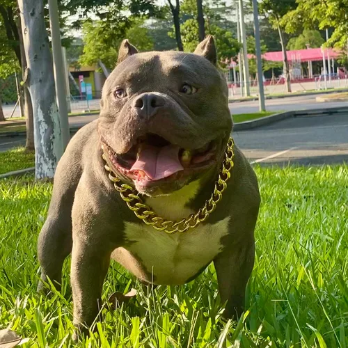 Miniatura 2 de Collar de cadena de oro para perro, collar de cadena de metal de 18 quilates, collar de perro con eslabones cubanos con diseño de hebilla segura