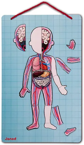 Miniatura 3 de Janod Bodymagnet Juego educativo del cuerpo humano, J05491