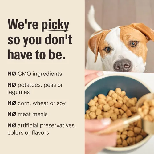 Miniatura 7 de The Honest Kitchen Alimento seco para perros en racimos de alimentos integrales de grado humano, carne de res y avena integrales, bolsa de 20 libras