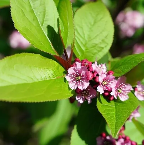América del Norte Semillas de cerezo negro, semillas de árbol Prunus serotina, cereza negra produce flores fragantes (20 semillas)
