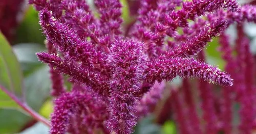Miniatura 3 de Amaranto Amaranthus Paniculatus Semillas exóticas para plantar en su jardín Más de 400 semillas