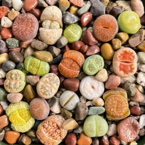 Miniatura 3 de Lithops - Mezcla de 20 plantas vivas, coloridas plantas suculentas Lithops vivas, piedras vivas para plantar en interiores y exteriores