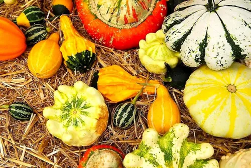 Mezcla decorativa de semillas de calabaza ornamental, mezcla de calabaza ornamental, 10 semillas sin OMG para plantar