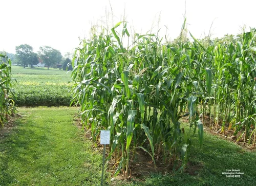 Miniatura 3 de 1 libra de libra Reid's Yellow Dent Field Corn Open Polinated Non GMO Reids USA