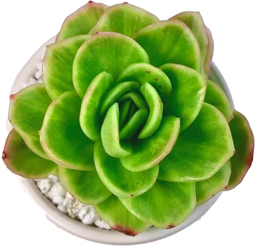 Miniatura 17 de Plantas suculentas vivas, Echeveria Onslow variegada de 3.2 pulgadas, Plantas de interior mini, Planta viva de raíz desnuda sin tierra, Plantas