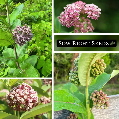 Miniatura 4 de Sow Right Seeds - Semillas de algodoncillo común para plantar - Cultiva tus propias asclepias para mariposas monarca - Mala de leche/Asclepias