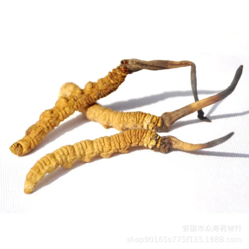 0.35 oz Cordyceps Sinensis del Himalaya salvaje hongo oruga china Dong Chong Xia Cao Cordyceps Sinensis Wild Cordyceps.