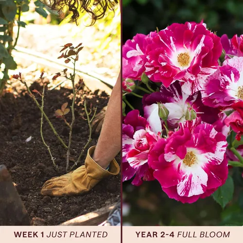 Miniatura 3 de Rosas trepadoras tradicionales, planta de raíz viva para jardín al aire libre, salpicaduras moradas, moderadamente fragantes, zonas de resistencia