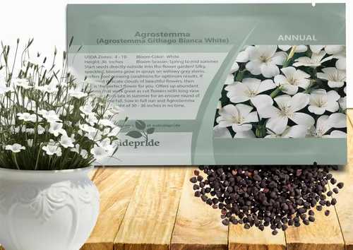 Miniatura 9 de Outsidepride Agrostemma - Semillas de flores moradas – 1000 piezas anuales, corncockle, variedad reliquia, fácil de cultivar, flores silvestres