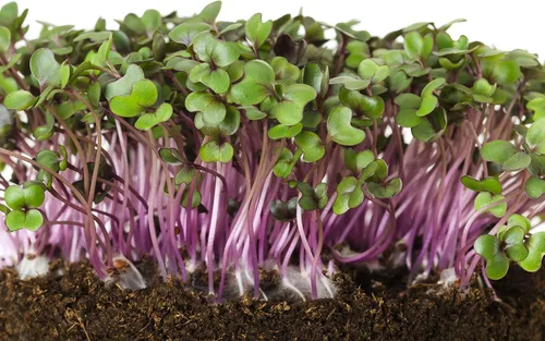 Miniatura 3 de Col Red Acre 500 Semillas (Brassica oleracea) Sin OGM - Heirloom - Polinizado abierto