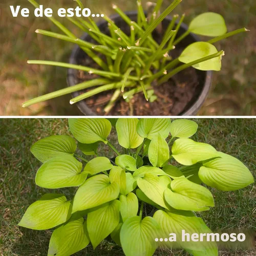 Miniatura 4 de I Must Garden - Repelente de ciervos: Spray de ciervo con aroma a menta para jardines y plantas, ingredientes naturales, 32 onzas, listo para usar