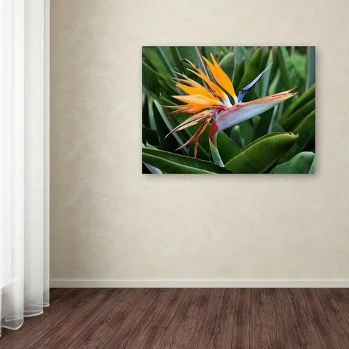 Miniatura 3 de Trademark Fine Art Pájaro del paraíso por Pierre Leclerc - Lienzo decorativo para pared, 22 x 32 pulgadas