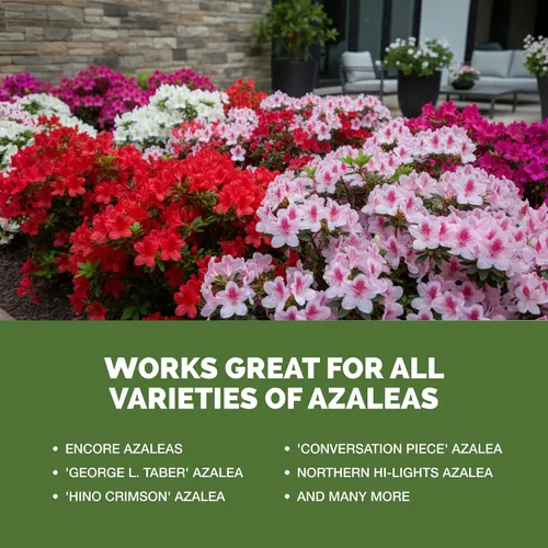 Miniatura 5 de Fertilizante Azalea - Alimento líquido para plantas para flores vibrantes, hojas verdes ricas y raíces más fuertes, 8 onzas