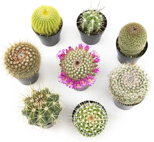 Miniatura 2 de Altman Plants, Surtido de plantas de cactus vivas (8 unidades), plantas suculentas vivas en mezcla de tierra de cactus, plantas de cactus vivas