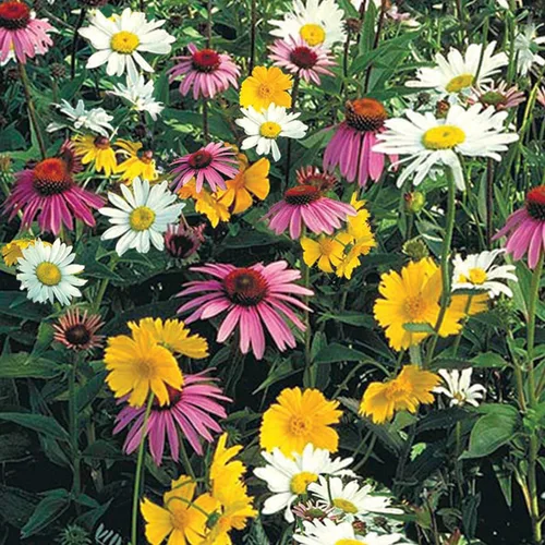 Mezcla de semillas de flores silvestres amantes de la sombra: trae una variedad de colores a un lugar de tu jardín, 300 semillas por paquete