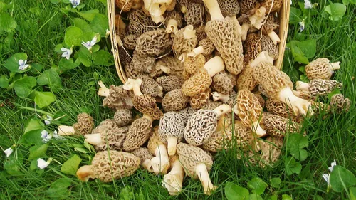 Miniatura 5 de Esporas de hongos Morel 1.41 oz en bolsa de aserrín - Morchella Esculenta, kit de cultivo de hongos True Morel, esporas de hongos morel frescos