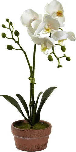 Miniatura 5 de Nearly Natural Orquídea Phalaenopsis con jarrón de arcilla (juego de 4)
