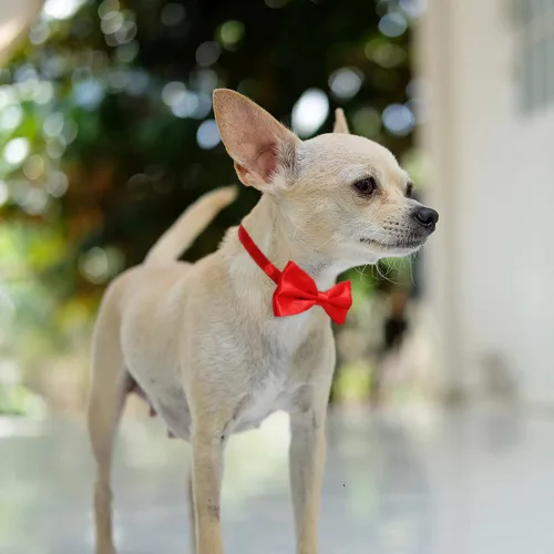 Miniatura 4 de Pajarita negra y roja para perros, lazo rojo y negro para perro Koolmox con collar ajustable para perros medianos y grandes, gatos, mascotas, boda