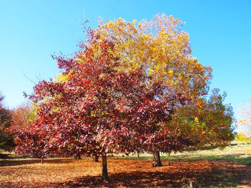 Miniatura 7 de TomorrowSeeds - Semillas de roble rojo - Más de 15 unidades - para plantar Quercus Rubra Borealis 2026 Hoja americana Arce morado Arce del norte