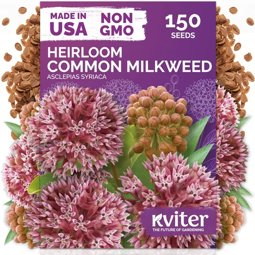 Miniatura 25 de KVITER 25 semillas de algodón blanco para plantar (Gossypium hirsutum) – Planta de algodón real, semillas de algodón para cultivo, semillas