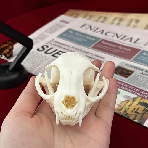 Miniatura 4 de Calaveras de animales reales en taxidermia, espécimen de huesos reales, suministros de taxidermia para educación científica, regalo especial