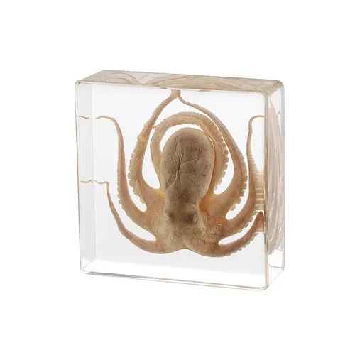 Pulpo de taxidermia, especímenes de pulpo real, espécimen de animales en resina para educación científica en el aula, gran regalo para fanáticos de